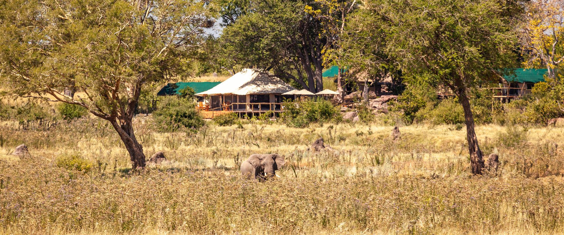 Machaba Web Zimbabwe Deteema Springs Elephant Cta