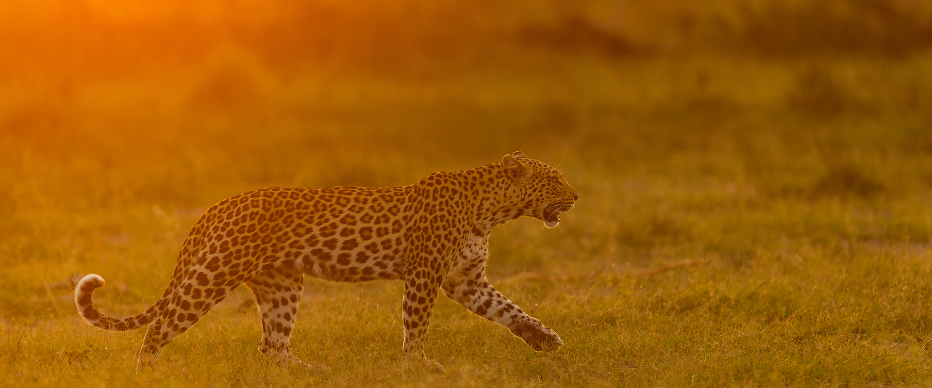 Machaba Web Rates Leopard Sunset 1