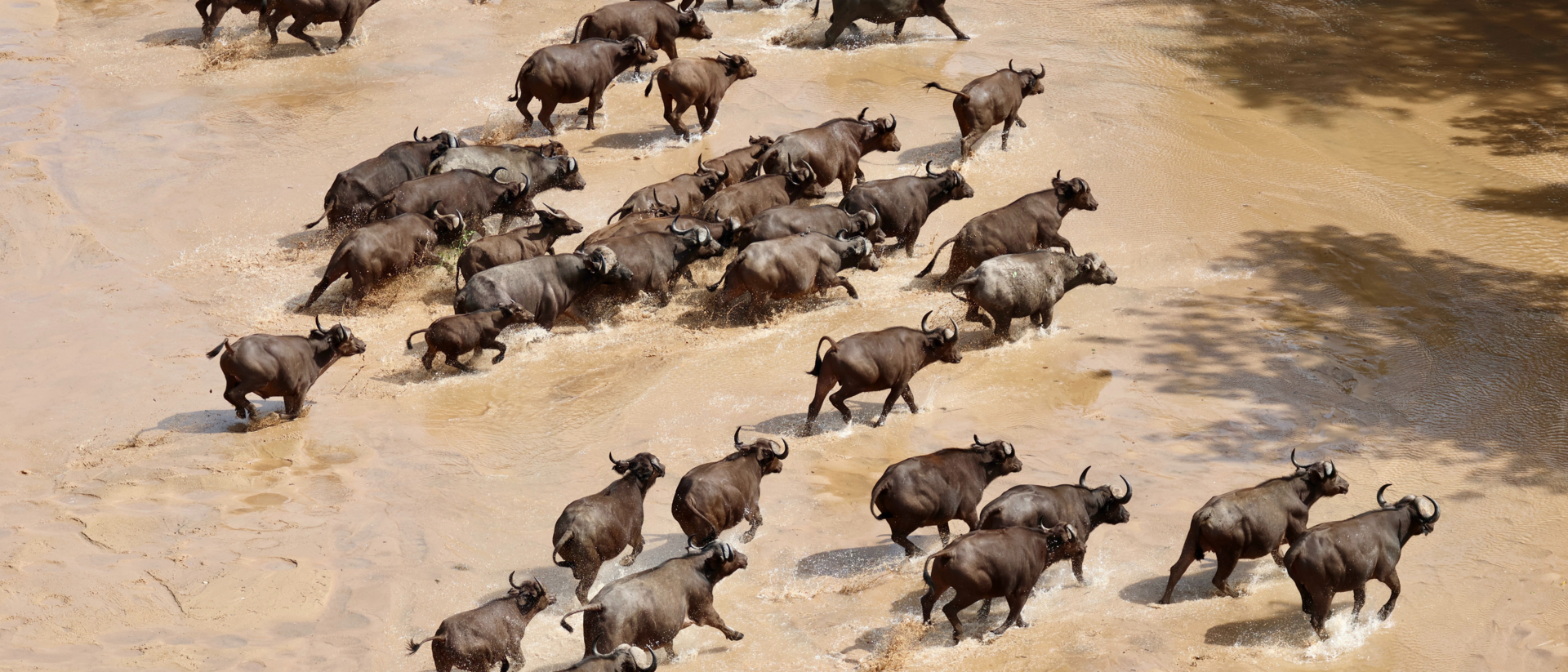 Mkuti Buffalo Result