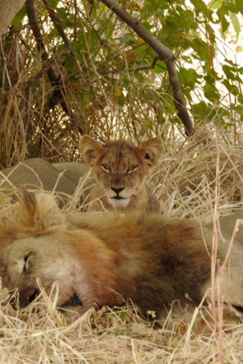 Machaba Zimbabwe Ingwe Pan Sightings July 2020 Lion Pride Machaba Zimbabwe Ingwe Pan Sightings July 2020 Lion Pride