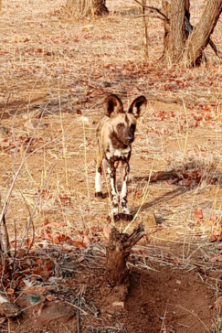 Deteema Wildlife Sightings Oct 2024 Wild Dogs