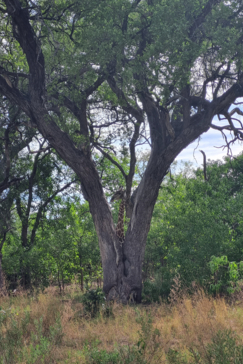 Botswana Kiri Camp Giraffe Behind Tree Botswana Kiri Camp Giraffe Behind Tree