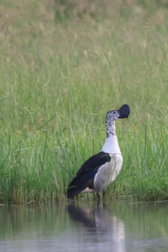 Machaba Gomoti Wildlife Sightings January 2025 Knob Billed Duck 1 Machaba Gomoti Wildlife Sightings January 2025 Knob Billed Duck 1