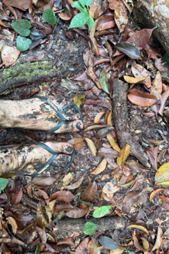 EXPLORING THE RAINFOREST Walking
