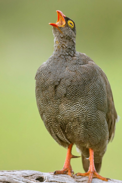 Botswana Okavango Delta Machaba Camp Sightings June 2021 Natal Spurfowl