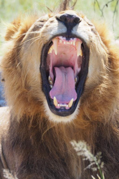 Botswana Gomoti Camp Okavango Delta Lion Roar