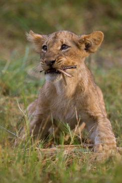 Botswana Machaba Camp Lion Cub Botswana Machaba Camp Lion Cub