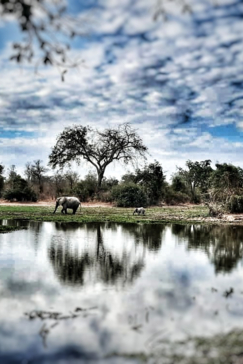 Zimbabwe Mana Pools Ingwe Pan Elephant