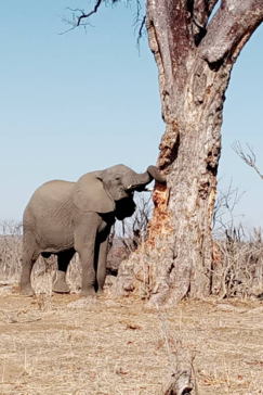 Deteema Wildlife Sightings Oct 2024 Elephant