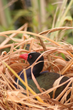 Machaba  Okavango Delta Gomoti Plains Bird Nest Sightings April 2018