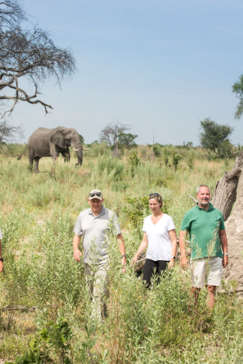 Machaba Botswana Zimbabwe Ultimate Safari Destination Walking Safari Elephant