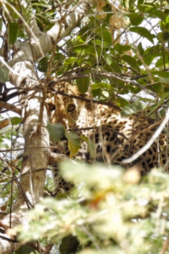 Machaba Zimbabwe Ingwe Pan Sightings July 2020 Leopard Machaba Zimbabwe Ingwe Pan Sightings July 2020 Leopard