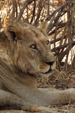 Machaba Zimbabwe Ingwe Pan Sightings July 2020 Lion Machaba Zimbabwe Ingwe Pan Sightings July 2020 Lion