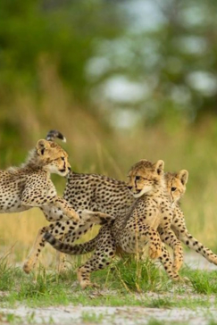Machaba Safaris   Botswana   Okavango   Sahun Malan   Cheetah Cubs Playing Machaba Safaris   Botswana   Okavango   Sahun Malan   Cheetah Cubs Playing