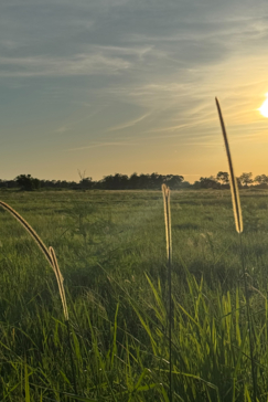 Botswana Okavango Delta Kiri Camp Wildlife Sightings February 2025 Grass
