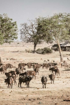 Machaba Safaris Zimbabwe Hwange Deteema Springs Buffalo Herd Machaba Safaris Zimbabwe Hwange Deteema Springs Buffalo Herd