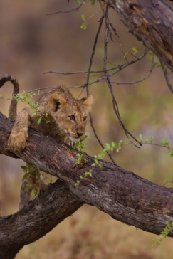 Machaba Botswana Zimbabwe Ultimate Safari Destination Wildlife