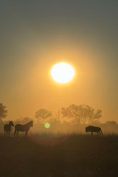 Machaba Kiri Camp October Sightings Sunset Machaba Kiri Camp October Sightings Sunset