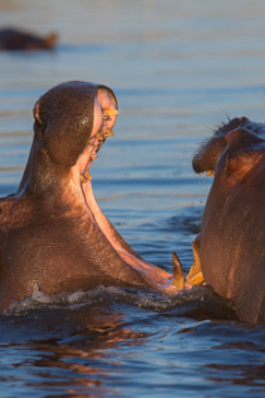 Machaba Botswana Okavango Delta Gomoti Plains Camp Hippos Sightings Report August 2019 Machaba Botswana Okavango Delta Gomoti Plains Camp Hippos Sightings Report August 2019