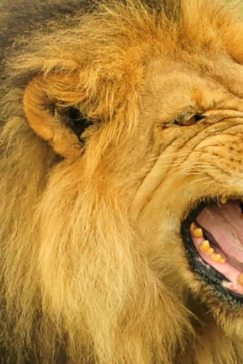 Zimbabwe Hwange National Park Deteema Springs Camp Wildlife Sightings December 2020 Lion Male Roar Zimbabwe Hwange National Park Deteema Springs Camp Wildlife Sightings December 2020 Lion Male Roar