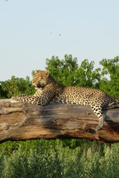 Botswana Gomoti Camp Leopard Botswana Gomoti Camp Leopard