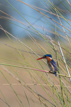 Mike Myers Monachira  June 2024 34