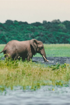 Machaba Chobe National Park Elephant Encounter Wet Season Machaba Chobe National Park Elephant Encounter Wet Season
