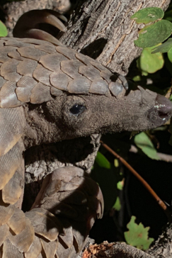 Machaba Camp Botswana Okavango Delta Little Machaba Camp Pangolin Sightings July 2019