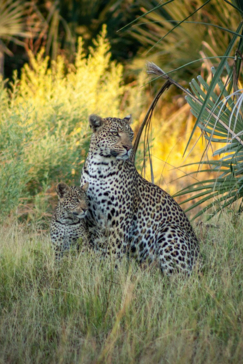 Botswana Gomoti Camp Leopard Sighting Botswana Gomoti Camp Leopard Sighting