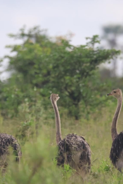 Machaba Gomoti Wildlife Sightings January 2025 Ostrich Machaba Gomoti Wildlife Sightings January 2025 Ostrich