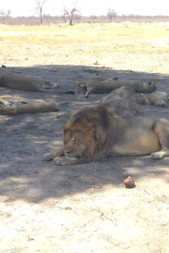 Machaba Zimbabwe Hwange Verneys Camp Lions September October 2019
