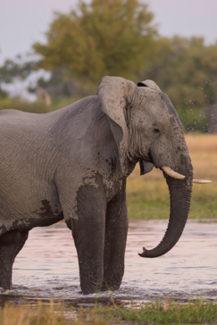 Machaba Botswana Okavango Delta Machaba Camp July Sightings Elephant Gallery