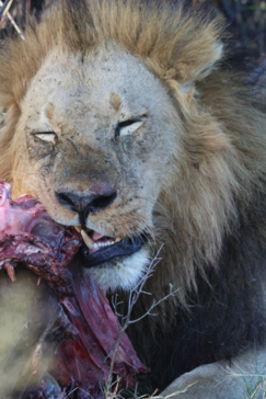 Machaba Safaris   Botswana   Okavango Delta   Gomoti Plains   Male Lion Eating Machaba Safaris   Botswana   Okavango Delta   Gomoti Plains   Male Lion Eating