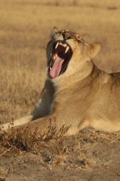 Machaba Zimbabwe Hwange Verneys Camp Lion Sightings August 2019