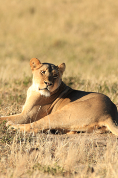 Verneys Zimbabwe May Wildlife Sighting Report  Lioness Verneys Zimbabwe May Wildlife Sighting Report  Lioness