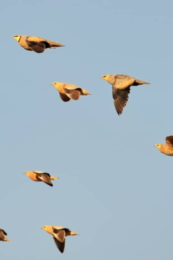 Machaba Zimbabwe Hwange Deteema August Sightings 2020 Birds Gallery Machaba Zimbabwe Hwange Deteema August Sightings 2020 Birds Gallery