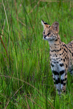 Botswana Gomoti Plains Serval2
