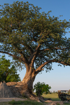 Machaba Safaris A Kiri Story Mike Myers Classic Landscape