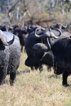 Machaba Botswana Okavango Delta Gomoti Plains Camp Buffalos 2 Sightings July 2018 Machaba Botswana Okavango Delta Gomoti Plains Camp Buffalos 2 Sightings July 2018
