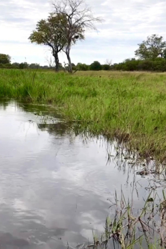 Machaba Botswana On Safari Nala Large Male Lion