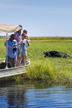 Machaba Chobe National Park Boat Cruise Buffalo Sighting Machaba Chobe National Park Boat Cruise Buffalo Sighting