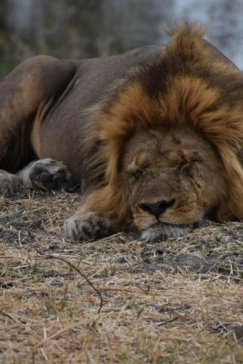 Machaba Safaris Botswana Okavango Delta Gomoti Plains August 2020 Lion Sleeping