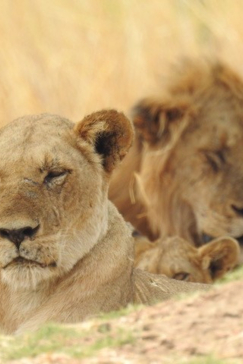 Zimbabwe Mana Pools Ingwe Pan September 2020 Two Lions