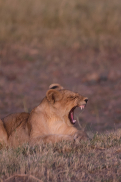 Machaba Safaris   Botswana   Okavango Delta   Gomoti Plains   Lion Cub Yawning 1 Machaba Safaris   Botswana   Okavango Delta   Gomoti Plains   Lion Cub Yawning 1