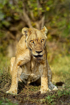 Machaba Safaris Botswana Okavango Delta Machaba Camp May Sightings Lion