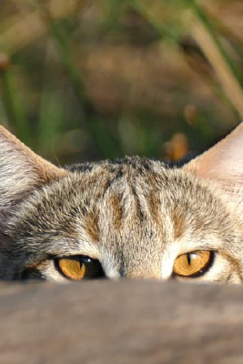 Machaba Botswana Okavango Delta Gomoti Plains Camp Wild Cat Sightings November 2017