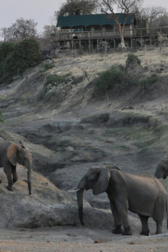 Zimbabwe Hwange Deteema Springs Wildlife Sightings September 2020 Elephants Zimbabwe Hwange Deteema Springs Wildlife Sightings September 2020 Elephants