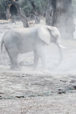 Mana River Camp Elephant Bathing 2