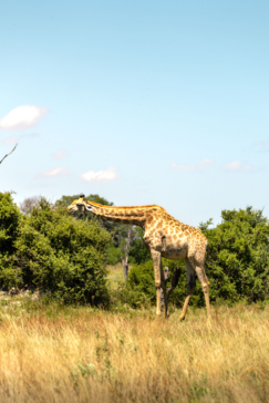 A giraffe stands tall in the Okavango Delta