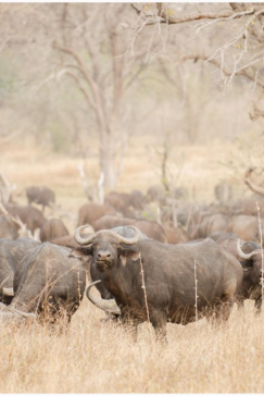 Machaba Camp Botswana Okavango Delta Little Machaba Camp Buffalos Sightings August 2018